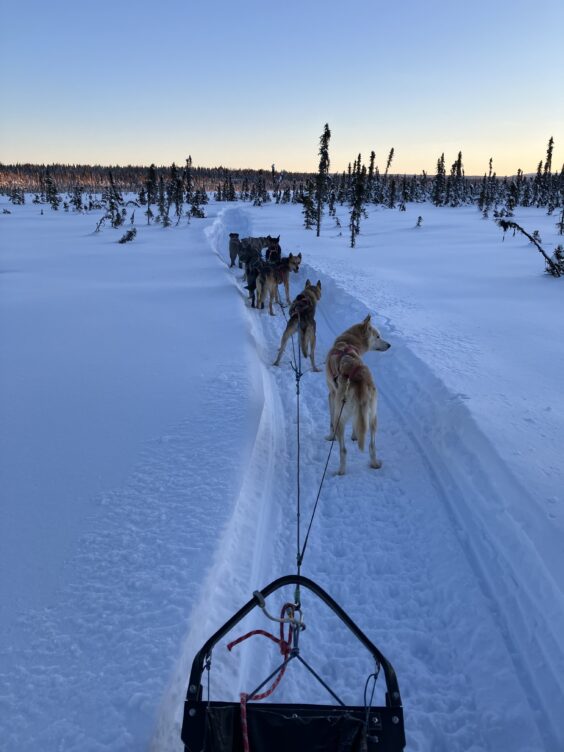 Want to experience life with sled dogs?