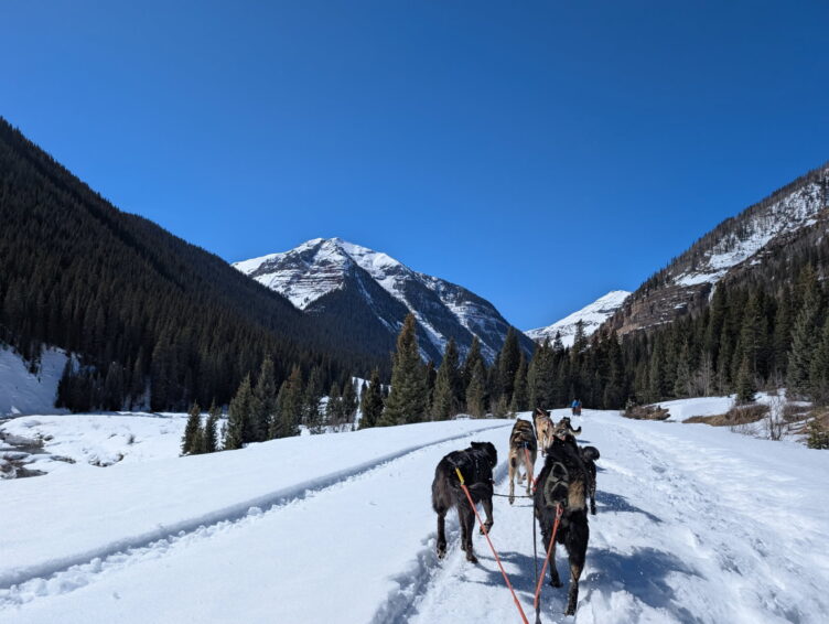 Race/Tour Experienced Dogs for Adoption